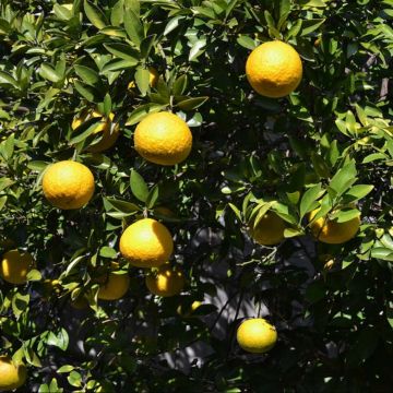 Ichang-Zitrone - Citrus ichangensis