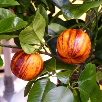 Hybride Orange Doppio Sanguigno - Citrus sinensis x meyeri