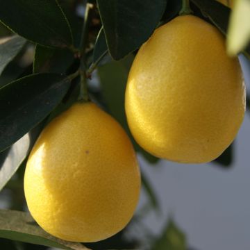 Limequat - Citrus floridana