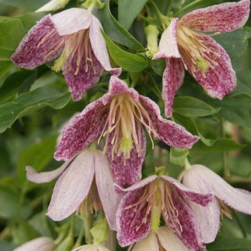 Clematis Advent Bells - Waldrebe