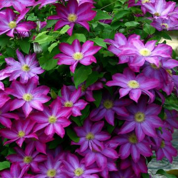 Waldrebe Kakio - Clematis