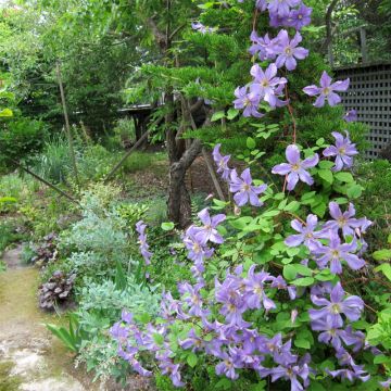 Waldrebe Prince Charles - Clematis