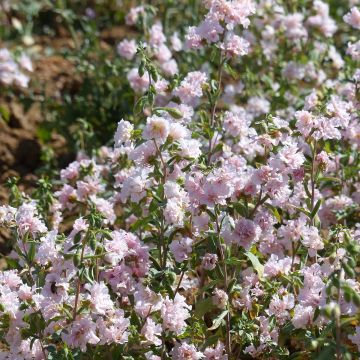 Clarkia unguiculata Apple Blossom (Samen) - Klarkie