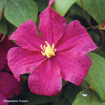 Clématite - Clematis Barbara Harrington