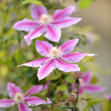 Waldrebe Docteur Ruppel - Clematis