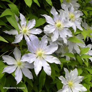 Waldrebe Etoile Nacrée - Clematis