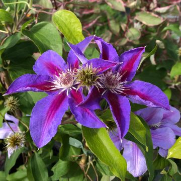 Waldrebe Etoile de Malicorne - Clematis