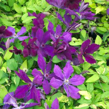 Waldrebe Honora - Clematis