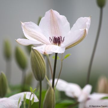 Waldrebe Jan Pawel II - Clematis