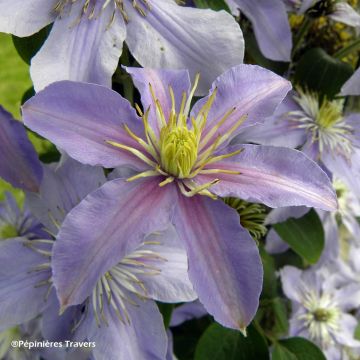 Clematis viticella Justa - Waldrebe