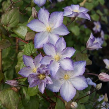 Clematis jackmanii Lucky Charm - Waldrebe