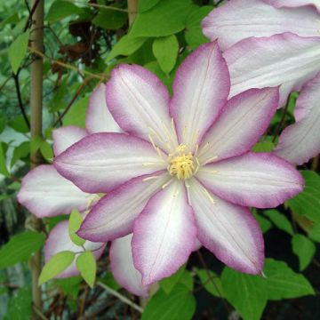 Waldrebe Morning Star - Clematis