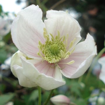 Clematis montana Giant Star - Berg-Waldrebe