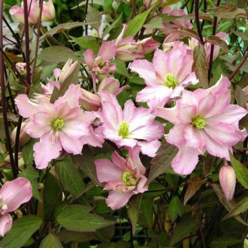 Clématite - Clematis montana Rosebud