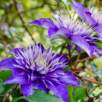 Waldrebe Multi Blue - Clematis