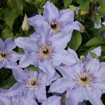 Waldrebe Myosotis - Clematis