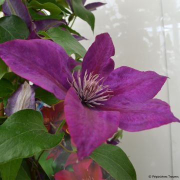 Waldrebe Picardy - Clematis