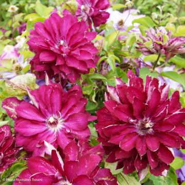 Clématite - Clematis Red Passion