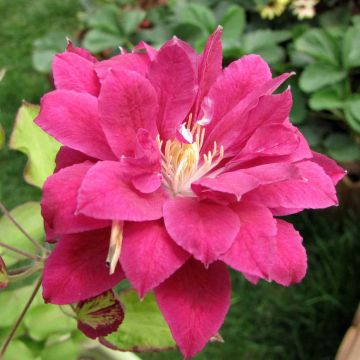 Waldrebe Red Star - Clematis