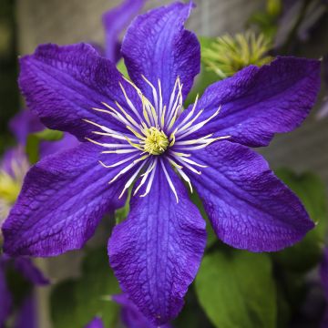 Clématite - Clematis Rhapsody