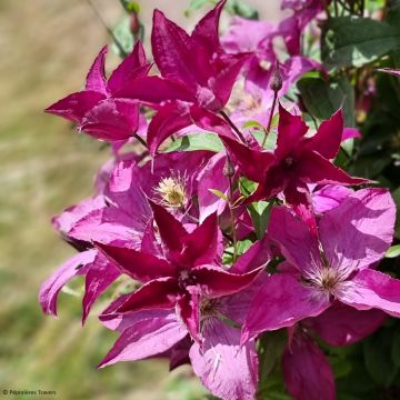 Waldrebe Saphyra Nancy - Clematis