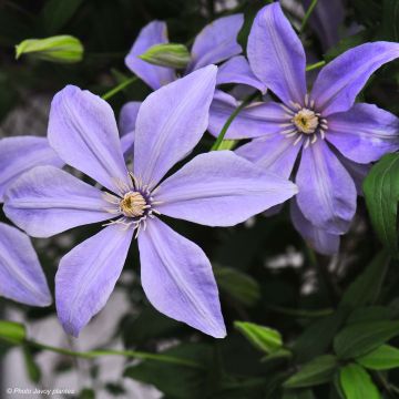 Clématite - Clematis Sugar Sweet (Scented Clem)