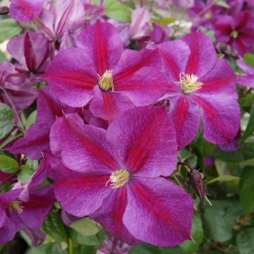 Waldrebe Star of Pakistan - Clematis