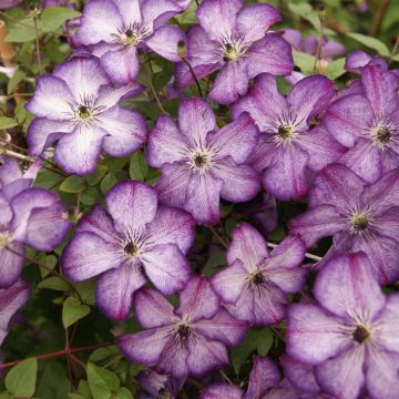 Clematis viticella Super Nova - Waldrebe