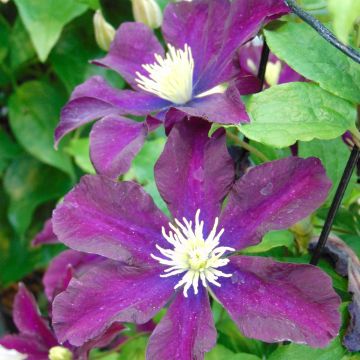 Waldrebe Warszawska Nike - Clematis