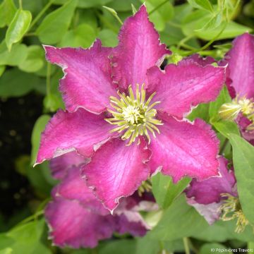 Waldrebe Whoopi - Clematis