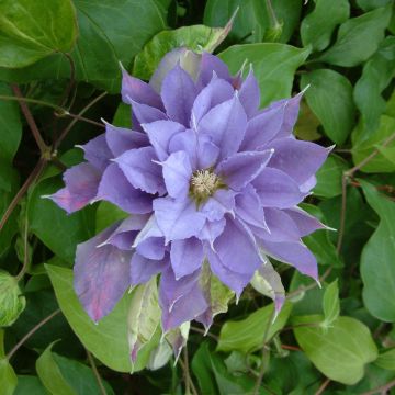 Clématite - Clematis Yvette Houry