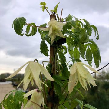 Clematis alpina Plena - Alpen-Waldrebe