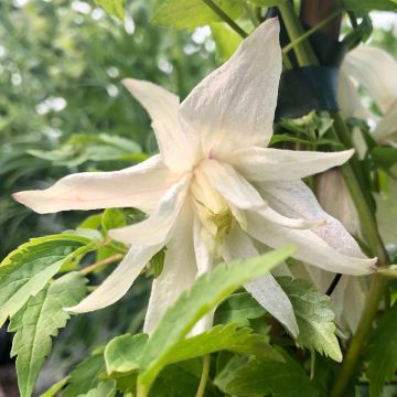 Clematis alpina Plena - Alpen-Waldrebe