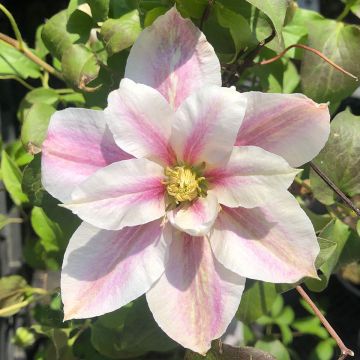 Waldrebe Andromeda - Clematis