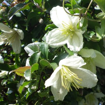 Clematis cirrhosa Wisley Cream - Waldrebe