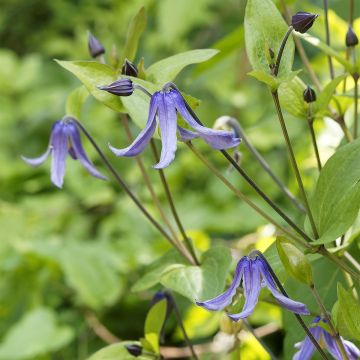 Clematis integrifolia Blue Boy - Stauden-Waldrebe