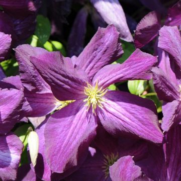 Clematis jackmanii Purpurea - Waldrebe