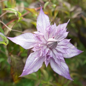 Waldrebe Lady Kyoko - Clematis