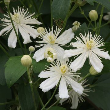 Clematis flammula mandshurica - Waldrebe