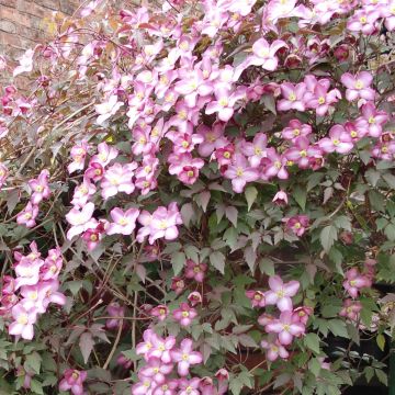 Clematis montana Freda - Berg-Waldrebe