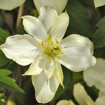 Waldrebe Morning Yellow - Clematis