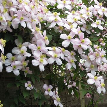 Clematis montana Rubens - Berg-Waldrebe