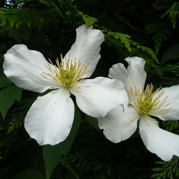 Clematis montana Spooneri - Berg-Waldrebe