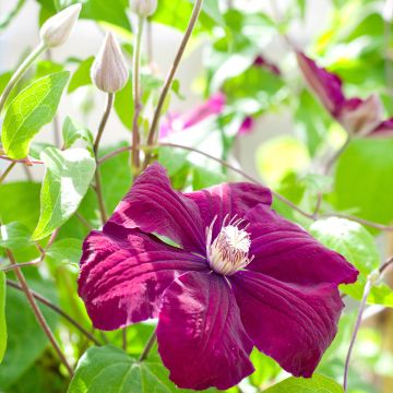 Waldrebe Rouge Cardinal - Clematis