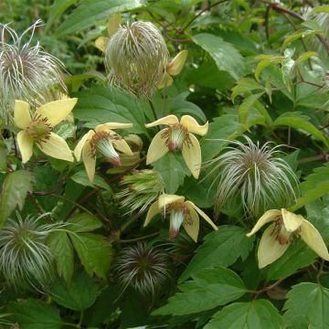 Clematis serratifolia - Waldrebe