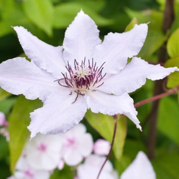 Waldrebe Snow Queen - Clematis