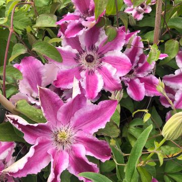 Clématite - Clematis Souvenir du Capitaine Thuilleaux