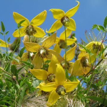 Clematis tibetana subsp. tangutica - Waldrebe