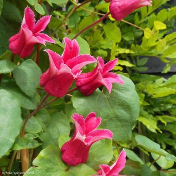 Clematis texensis Queen Maxima - Texas-Waldrebe