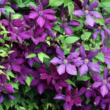 Waldrebe The Vagabond - Clematis